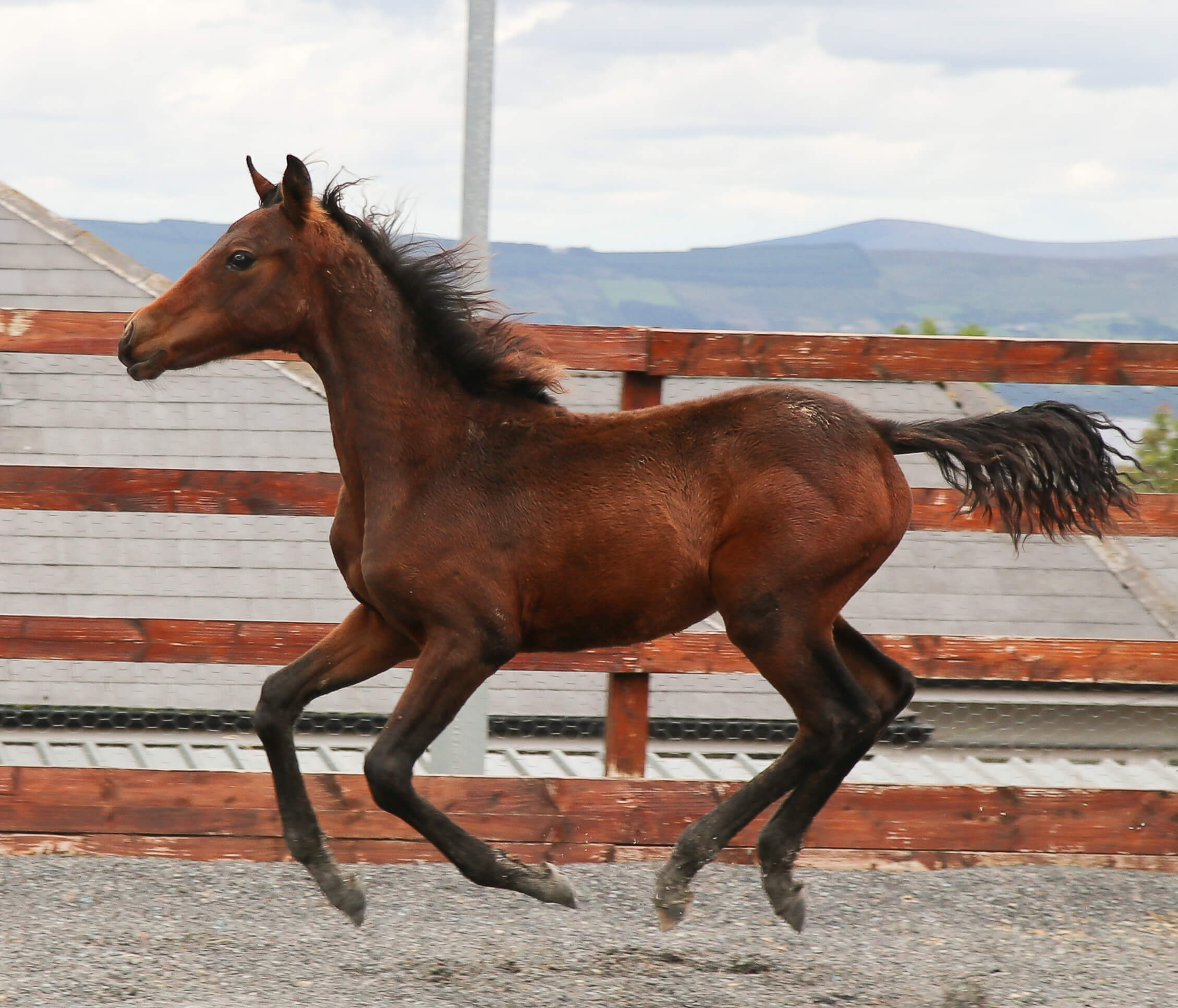 Expat Morgans leading sport stud farm in Europe